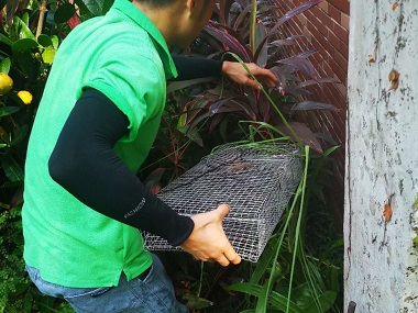 正果四害消殺中心毒蛇與無毒蛇的區別